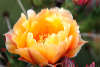 Pastel orange Cactus Flower